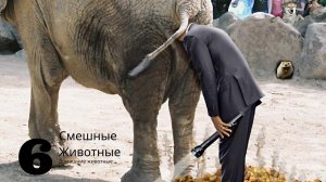 Слон какает 10 кг за раз вот так прикол / Местные топчут какашки ногами