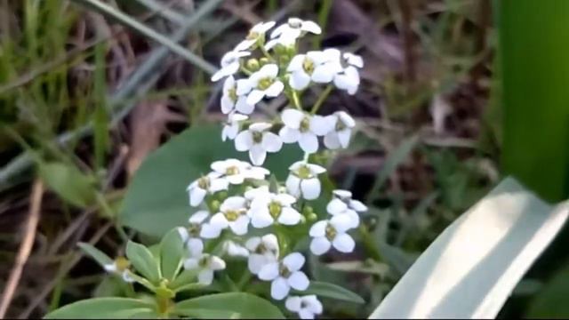 Sweet Alyssum Flowers смотреть онлайн