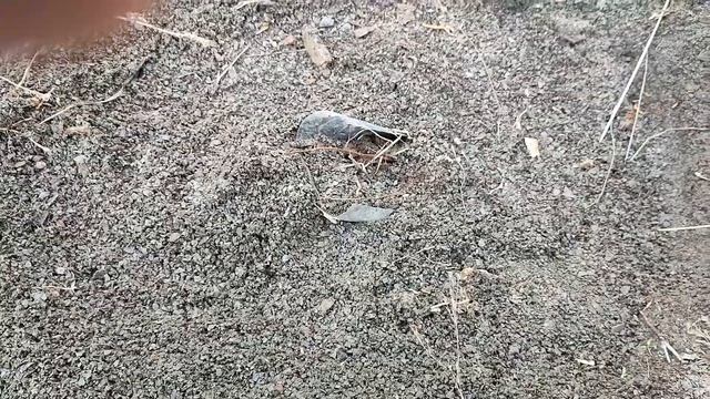 Сажаю фисташку! Приглашаю на стрим 15.01.2023 смотреть онлайн