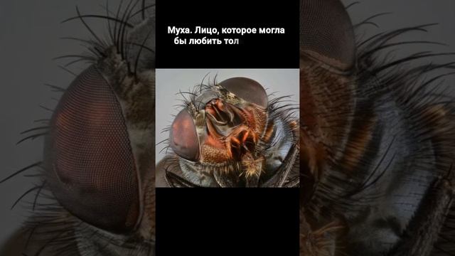 13 НЕВЕРОЯТНЫХ СНИМКОВ ВБЛИЗИ, ПОСМОТРИТЕ НА ЭТОТ САХАР смотреть онлайн