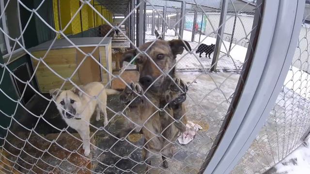 СОСТРАДАНИЕ НН смотреть онлайн