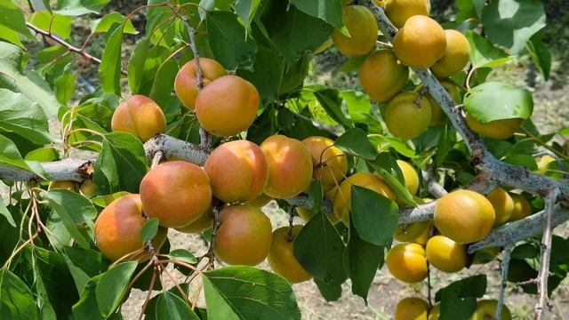 Абрикос на 25.06.2023. Перспективні сорти абрикоса. смотреть онлайн