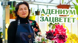 Когда Твои Адениумы Не Цветут...