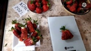 Обалденный сорт клубники купчиха. заказ саженцев!