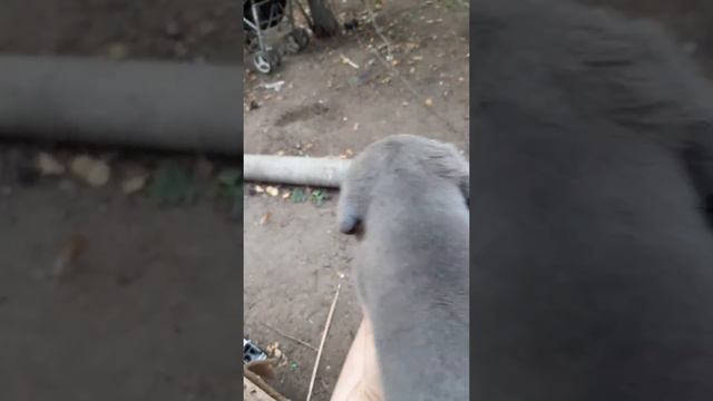 Продажа кане корсо.Дети Маркуса и Норы 1,5 мес смотреть онлайн