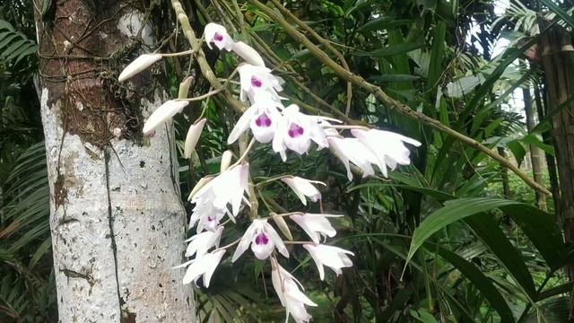 Beautiful white orchid@Marizolysusplantas@phalaenopsis смотреть онлайн