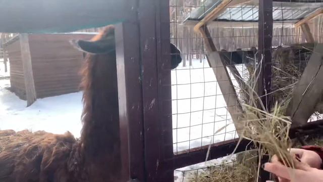 ВЛОГ/ЕЗДИЛИ В ЗАПОВЕДНИК/СВАРИЛА ЩИ/ЧИЩУ ПЛИТУ/21.03.2021 г смотреть онлайн