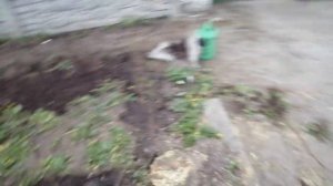 Как правильно садить живую изгородь. БИРЮЧИНУ своими руками