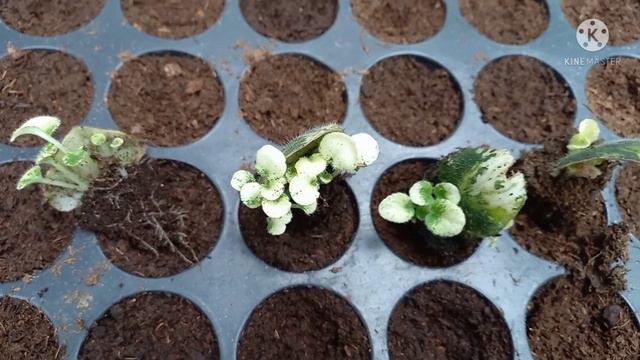 African Violets/ Leaf Propagations/Garden/Houseplants смотреть онлайн