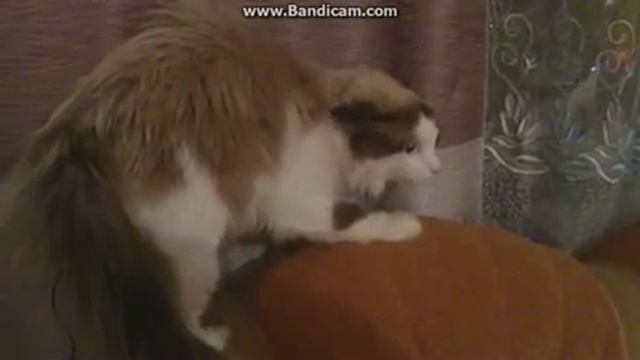 Говорящий кот (Прикол) смотреть онлайн