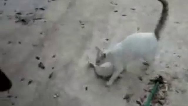 Шок! Кошка против Добермана! смотреть онлайн