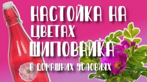 Настойка на цветах шиповника в домашних условиях. Как приготовить Рецепт