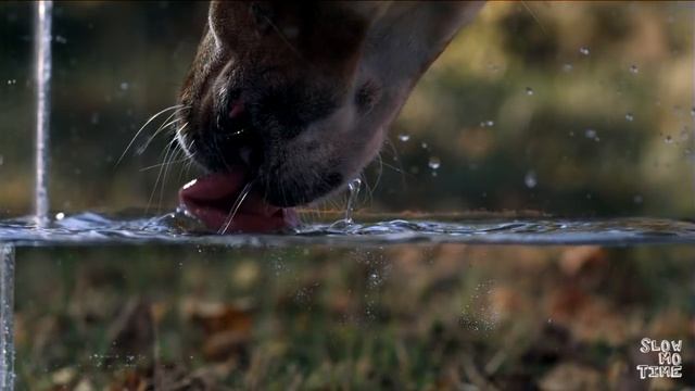 How does a dog drink? - Slow Mo Time смотреть онлайн