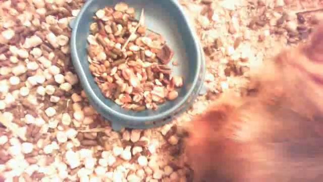 обзор на клетку морской свинке смотреть онлайн