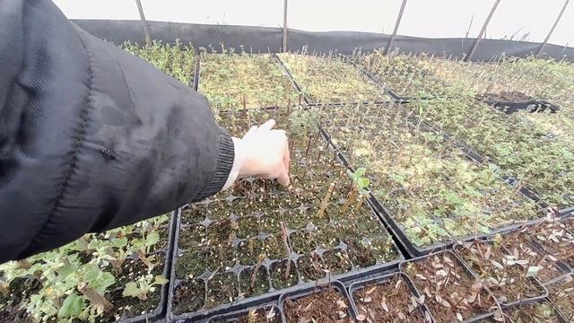 Череночник. Часть 2. Прошло больше месяца. смотреть онлайн