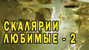 Скалярии любимые - 2