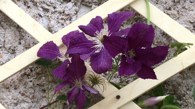 Clématite Clematis 'The Vagabond' Les étoiles sur le grillage s'étalent. смотреть онлайн