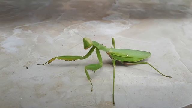 Самка богомола. Судак.