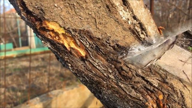 Обработка сада весной и осенью