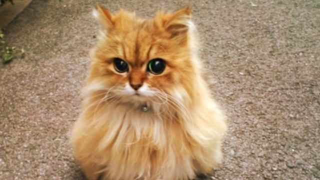 Извените нечего в голову не пришло смотреть онлайн