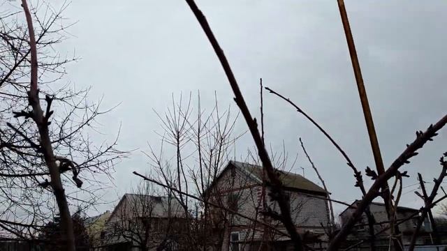 Оригинальная формировка черешни 