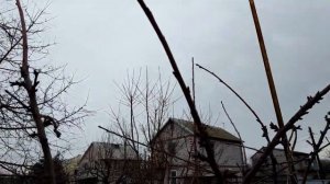Оригинальная формировка черешни «Крупноплодная» на подвое ВСЛ-2