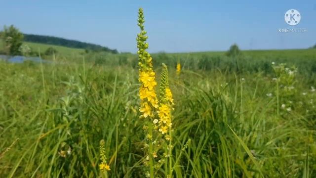 Репешок обыкновенный - растение, которое может избавить от полипов смотреть онлайн