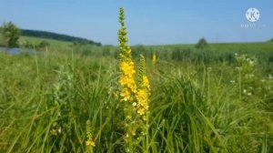 Репешок обыкновенный - растение, которое может избавить от полипов