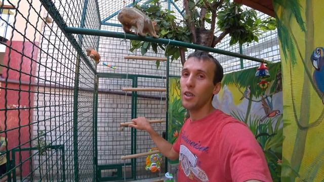 ДОМАШНЯЯ МАКАКА / ДЕЛАЕМ КАЧЕЛИ, ЛЕСТНИЦУ И ЛИАНЫ ИЗ КАНАТОВ В ВОЛЬЕРЕ ДЛЯ ОБЕЗЬЯНЫ смотреть онлайн