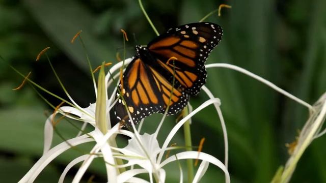 Mariposario De Benalmádena - Butterfly Park 2016
