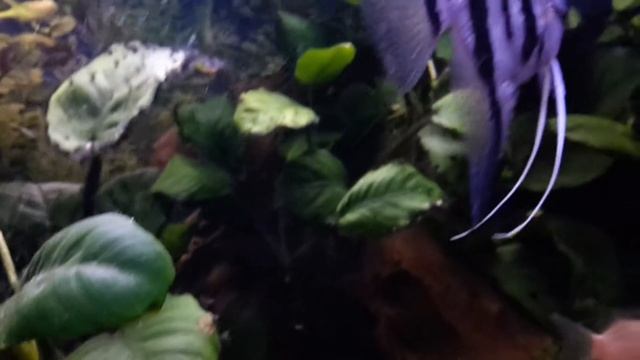 Cichlasoma multispinosa breeding смотреть онлайн