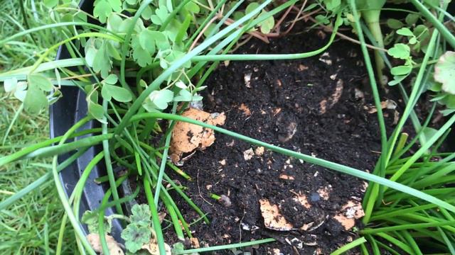 How to replant after 90 day's repaus Haemantus albiflos, Cum replantam Crinul dupa repaus смотреть онлайн