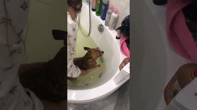 Чистокровный чихуахуа мытьё 🦊🦊🦊 смотреть онлайн