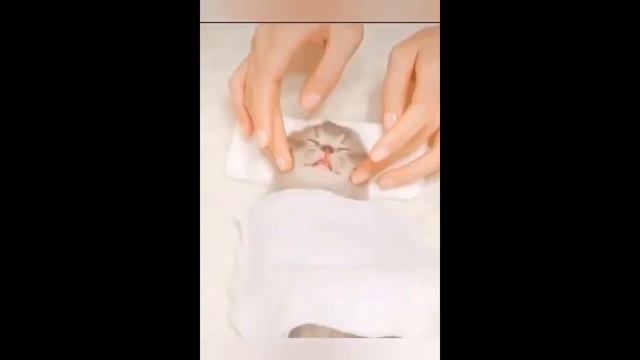 СМЕШНЫЕ ЖИВОТНЫЕ и домашних животных Сборник 1 смотреть онлайн