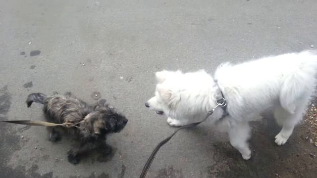 Самоед Умка и песик мутант смотреть онлайн