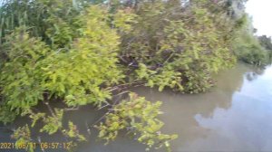 Сом на драголины , река Протока