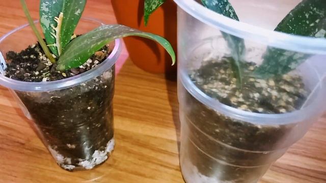 ??Хойя Рангсан цветет, но не хочет расти ?. Мои новые сорта хой. смотреть онлайн