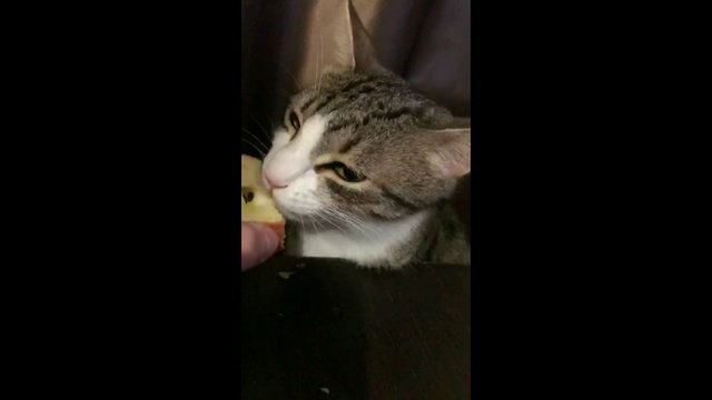 Кот узнал#4 Хозяин сказал что купит иметь поросенка смотреть онлайн