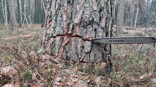 Валка опасных деревьев смотреть онлайн