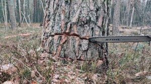 Валка опасных деревьев