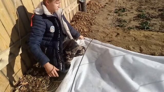 Как мы укрываем клубнику агроволокном на зиму. смотреть онлайн