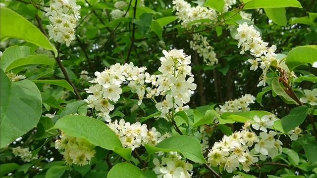 Kāpēc смотреть онлайн