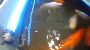 На сколько вырос карась в аквапонике за год