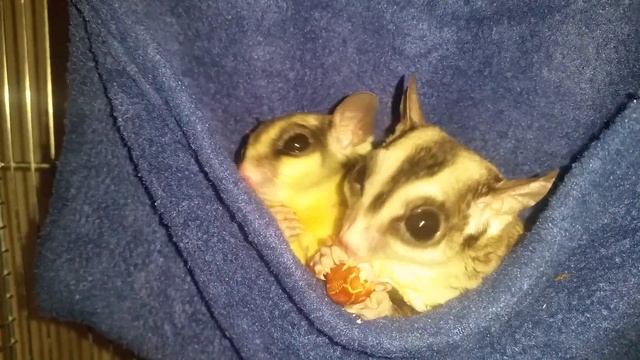 Поссум сахарный смотреть онлайн