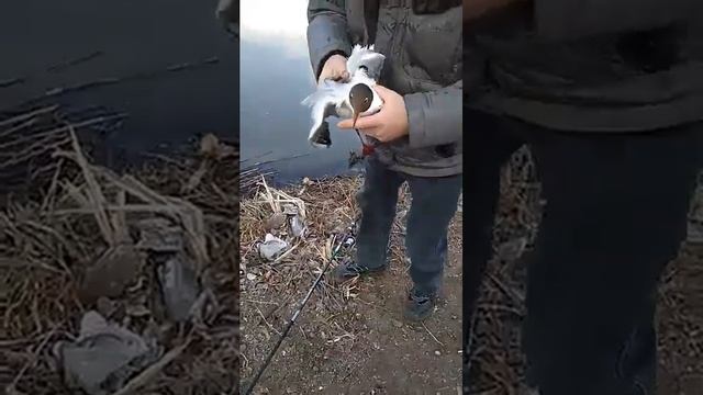 Прикол на рыбалке. Магнитогорск. смотреть онлайн