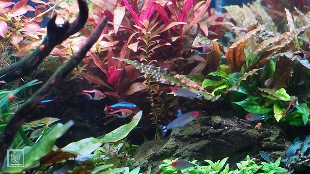 Как правильно разместить аквариум в комнате и нужен ли солнечный свет аквариумным растениям смотреть онлайн