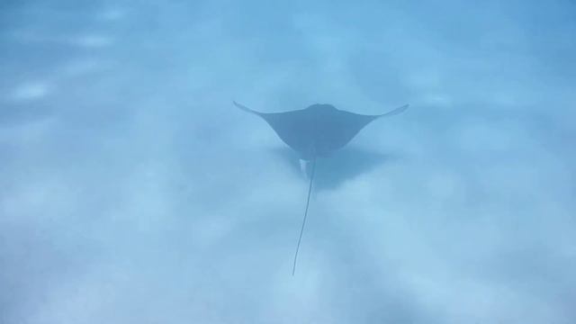 Adlerrochen. Spotted Eagle Ray. КРАСАВЕЦ Орляковый скат..DSCF1504 смотреть онлайн