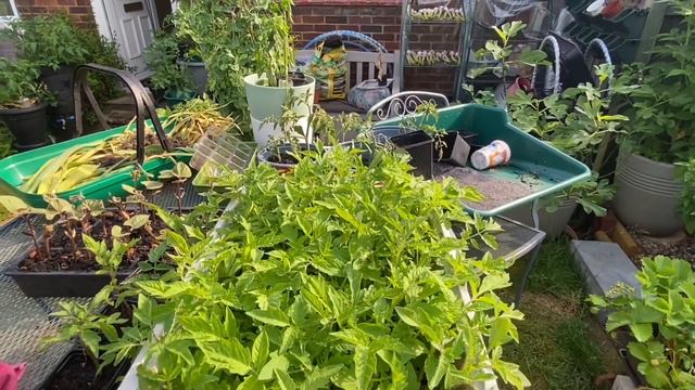 How I create my self watering pots смотреть онлайн