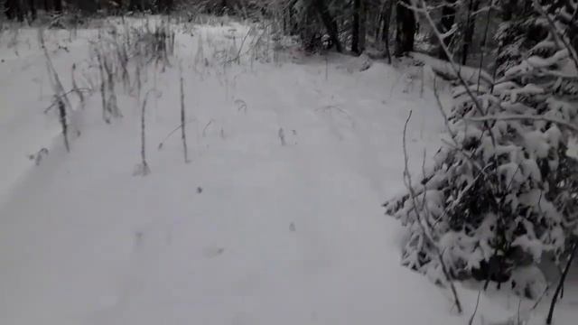 Прогулка по зимнему лесу - 2 часть . смотреть онлайн