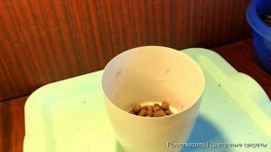 Идеальный грунт для замиокулькаса, этот состав поможет усилить рост новых веток | flowersecrets